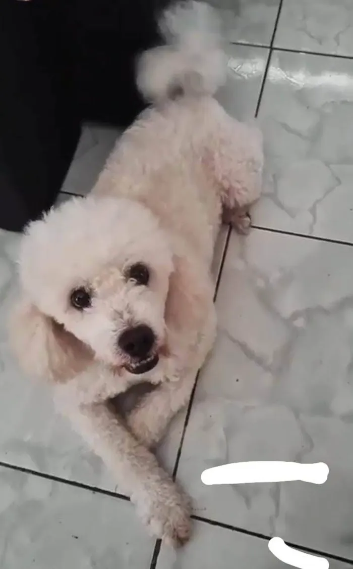 Cachorro ra a Poodle  idade 6 ou mais anos nome Fred