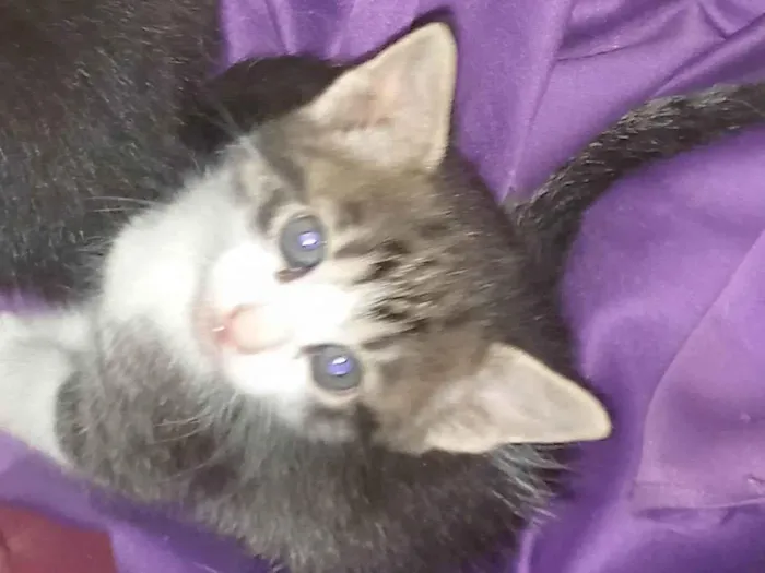 Gato ra a Sem raça  idade Abaixo de 2 meses nome Sapeca
