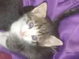 Sapeca