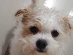 Cachorro raça SRD-ViraLata idade 1 ano nome BOBY