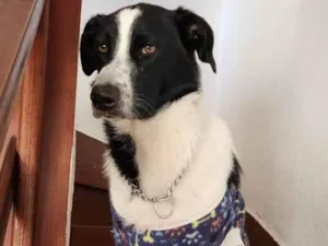 Cachorro raça SRD-ViraLata idade 2 anos nome BOLTY