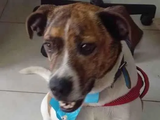 Cachorro ra a mestiço boxer idade 4 anos nome bethoven