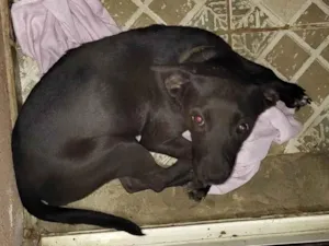 Cachorro raça SRD-ViraLata idade 1 ano nome Pantera 
