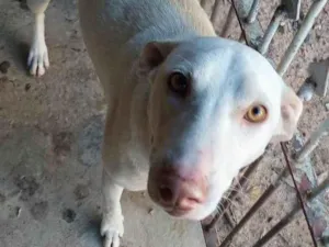 Cachorro raça SRD-ViraLata idade 2 anos nome THOR