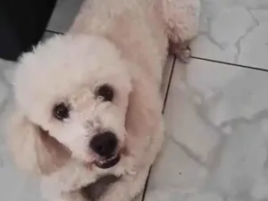 Cachorro raça Poodle  idade 6 ou mais anos nome Fred