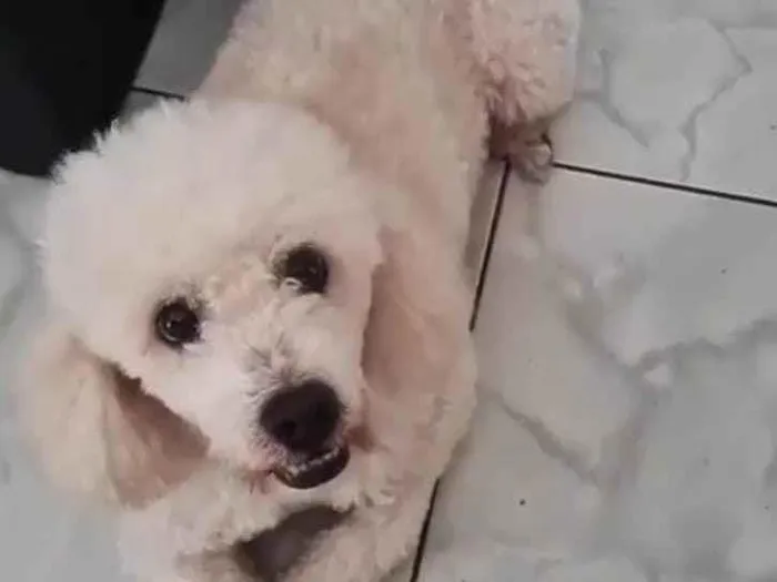 Cachorro ra a Poodle  idade 6 ou mais anos nome Fred