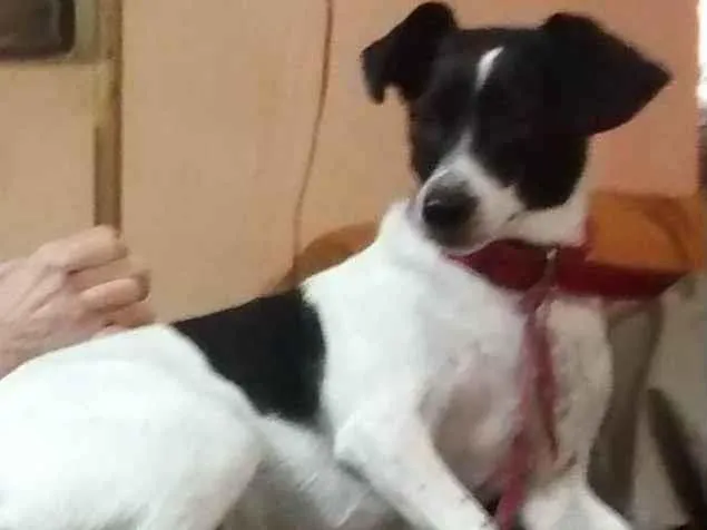 Cachorro ra a SRD-ViraLata idade 6 ou mais anos nome Raul