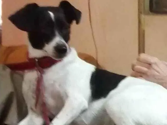 Cachorro ra a SRD-ViraLata idade 6 ou mais anos nome Raul