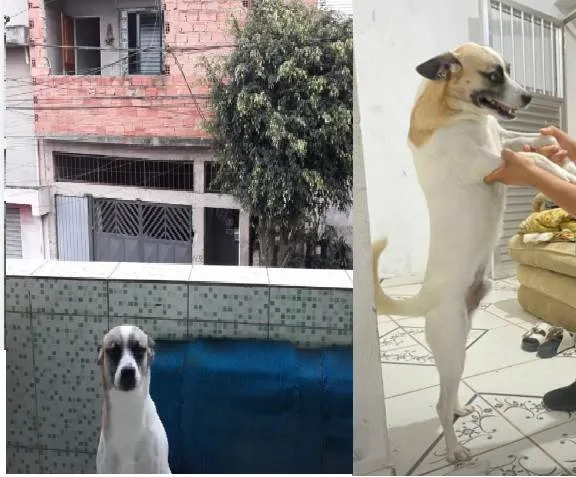 Cachorro ra a SRD-ViraLata com pincher idade 4 anos nome Mufasa