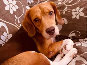 Cachorro raça Beagle idade 6 ou mais anos nome Luck