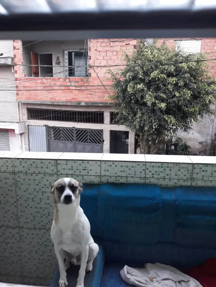 Cachorro ra a SRD-ViraLata com pincher idade 4 anos nome Mufasa