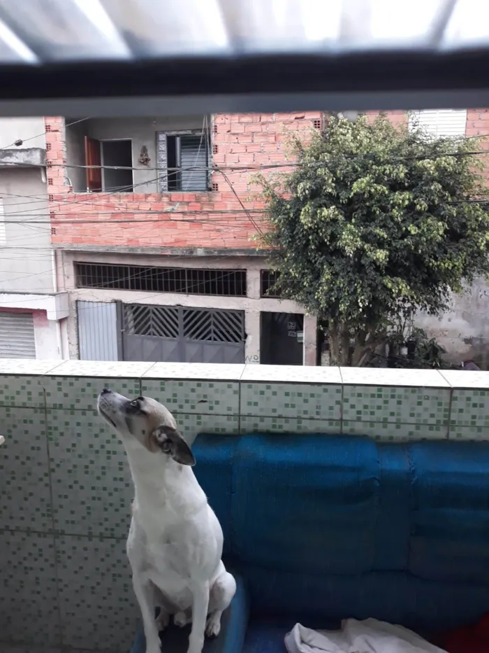 Cachorro ra a SRD-ViraLata com pincher idade 4 anos nome Mufasa