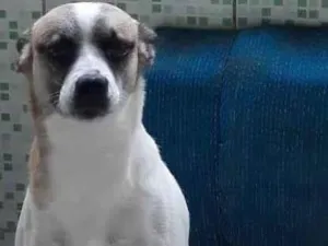 Cachorro raça SRD-ViraLata com pincher idade 4 anos nome Mufasa