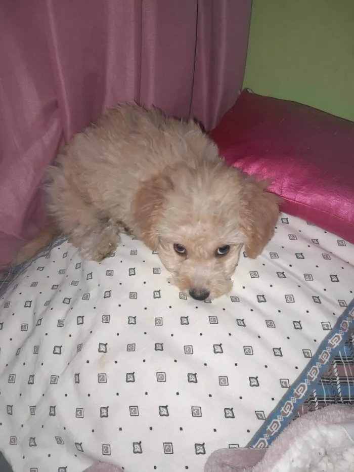 Cachorro ra a Poodle idade 2 a 6 meses nome Mel bee