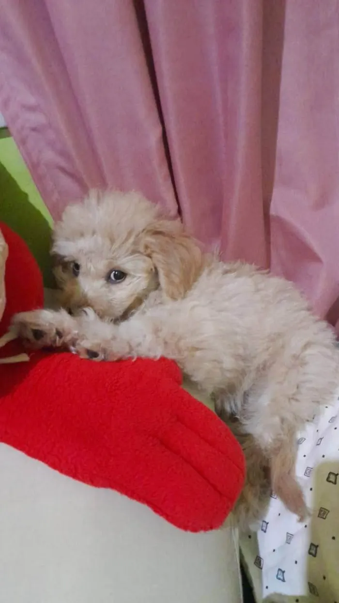 Cachorro ra a Poodle idade 2 a 6 meses nome Mel bee