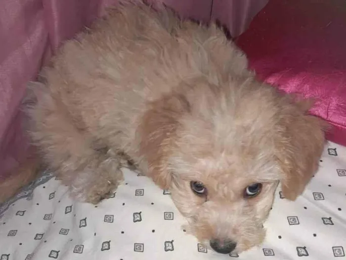 Cachorro ra a Poodle idade 2 a 6 meses nome Mel bee