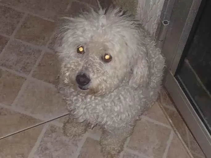 Cachorro ra a Poodle idade 6 ou mais anos nome Joulie