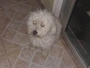 Cachorro raça Poodle idade 6 ou mais anos nome Joulie