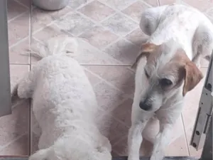 Cachorro raça  idade 4 anos nome Malu