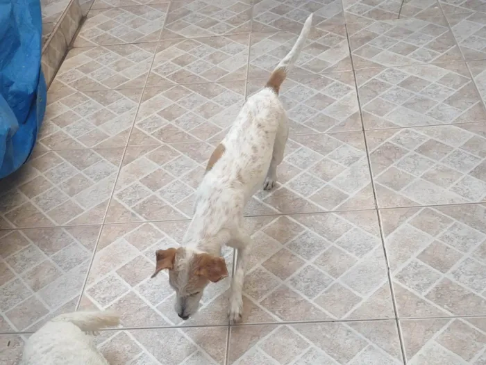 Cachorro ra a  idade 4 anos nome Malu