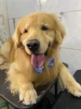 Jake