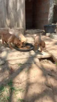 Scuby, Pandora, Doly, e Draga.