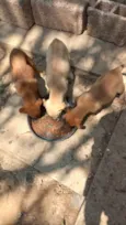 Scuby, Pandora, Doly, e Draga.