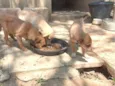 Scuby, Pandora, Doly, e Draga.