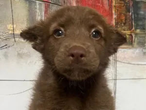 Cachorro raça SRD-ViraLata idade Abaixo de 2 meses nome Manoela