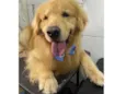 Jake