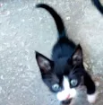 6 Gatinhos Filhotes / Ainda sem nomes