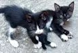 6 Gatinhos Filhotes / Ainda sem nomes