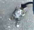 6 Gatinhos Filhotes / Ainda sem nomes