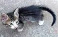 6 Gatinhos Filhotes / Ainda sem nomes
