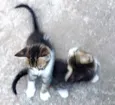 6 Gatinhos Filhotes / Ainda sem nomes