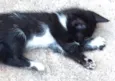6 Gatinhos Filhotes / Ainda sem nomes