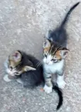 6 Gatinhos Filhotes / Ainda sem nomes