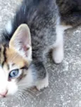 6 Gatinhos Filhotes / Ainda sem nomes