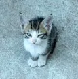 6 Gatinhos Filhotes / Ainda sem nomes