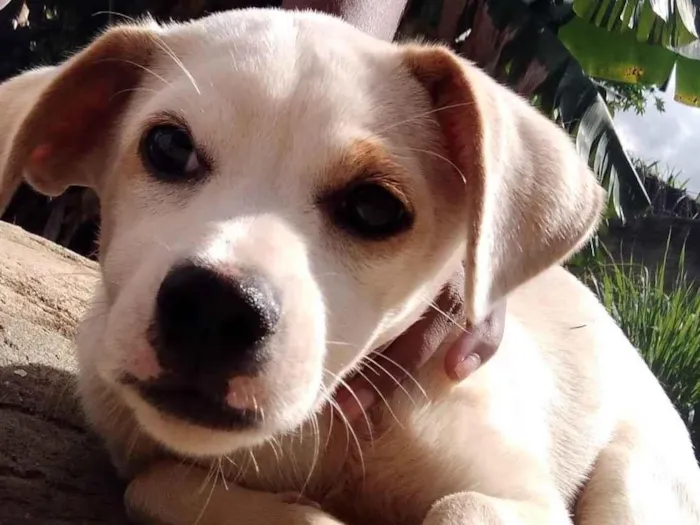 Cachorro ra a Labrador misturada idade 2 anos nome Branca