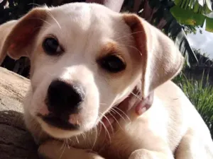 Cachorro raça Labrador misturada idade 2 anos nome Branca