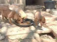 Scuby, Pandora, Doly, e Draga.