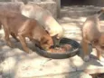 Scuby, Pandora, Doly, e Draga.