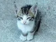 6 Gatinhos Filhotes / Ainda sem nomes