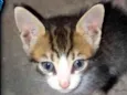 6 Gatinhos Filhotes / Ainda sem nomes