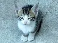 6 Gatinhos Filhotes / Ainda sem nomes