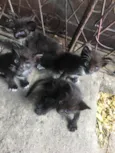 Pets
