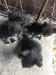 Pets