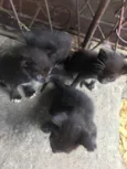 Pets