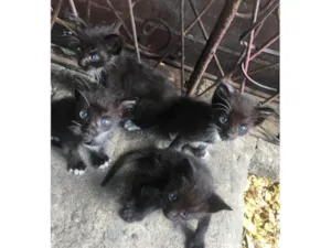 Gato raça SRD-ViraLata idade Abaixo de 2 meses nome Pets 